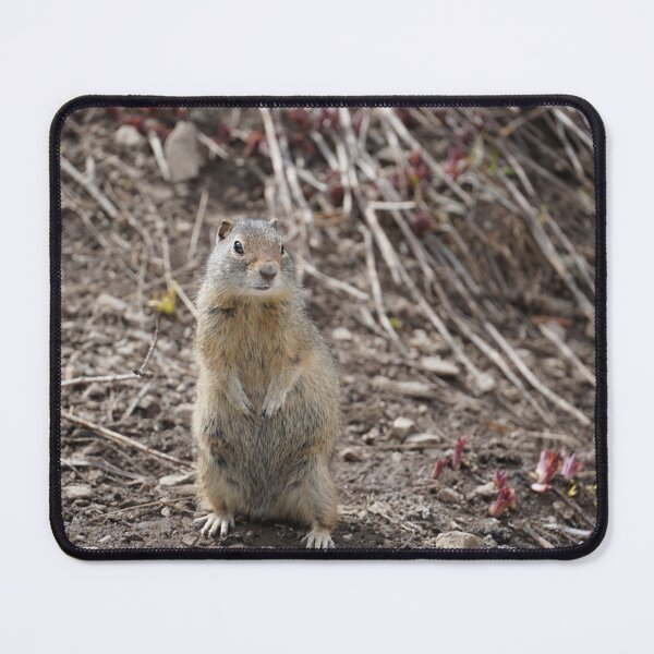 Item preview, Curious Ground Squirrel in Natural Habitat designed and sold by kaltoumkiki.