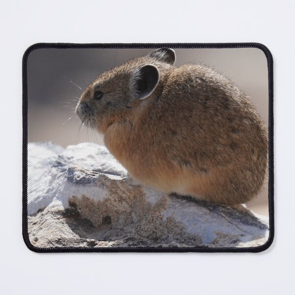 Item preview, American Pika Resting on Mountain Rock designed and sold by kaltoumkiki.