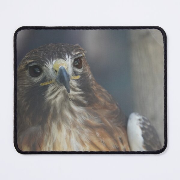 Item preview, Majestic Hawk Portrait Wildlife Photography designed and sold by kaltoumkiki.