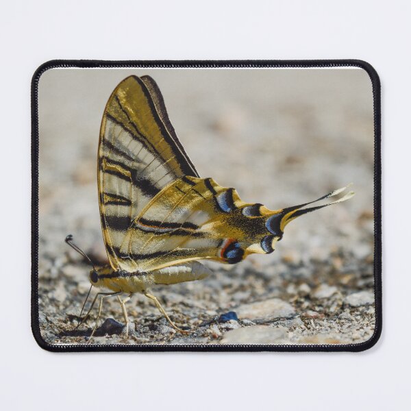 Item preview, Yellow butterfly designed and sold by XaviFotografia.