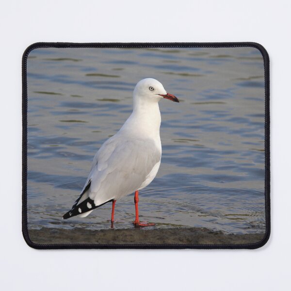 Item preview, Silver Gull Standing by the Water designed and sold by 27Tammy27.