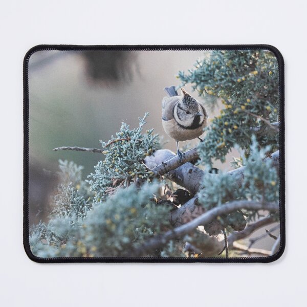 Item preview, Bird on branches designed and sold by XaviFotografia.