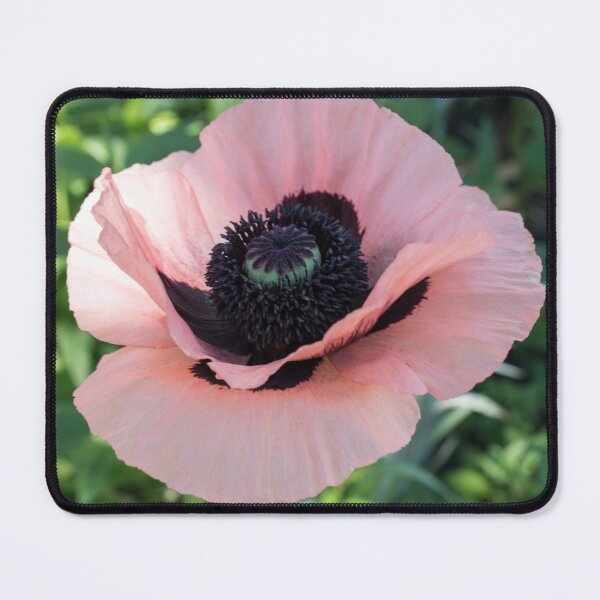 Item preview, Silky Pink Oriental Poppy in Bloom designed and sold by Georgia Mizuleva.