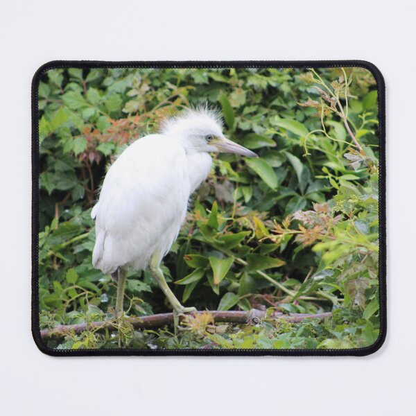 Item preview, Juvenile Egret in Lush Foliage designed and sold by Cynthia48.