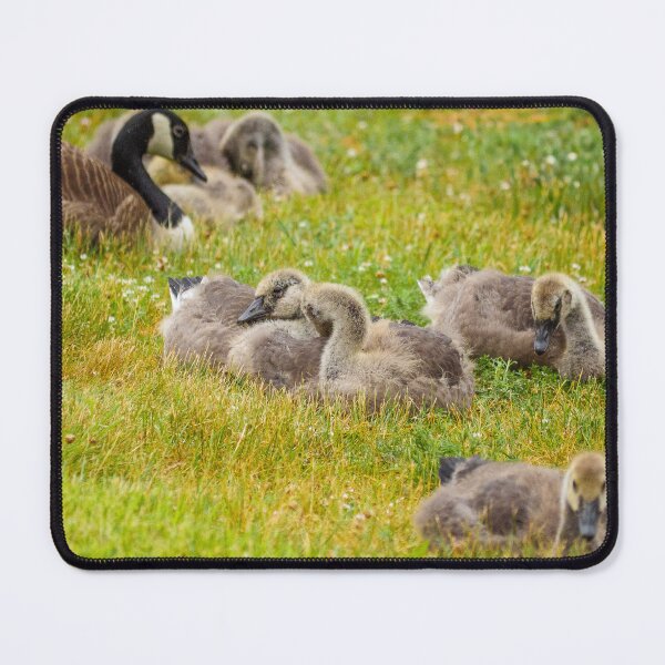 Item preview, Goslings designed and sold by HectorCantres.