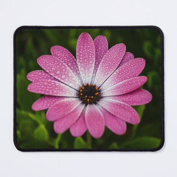 Item preview, Pink Daisy With Dew Drops Macro Close-Up On Green Leaves Soft Spring Blooming Flower designed and sold by Nmallia.