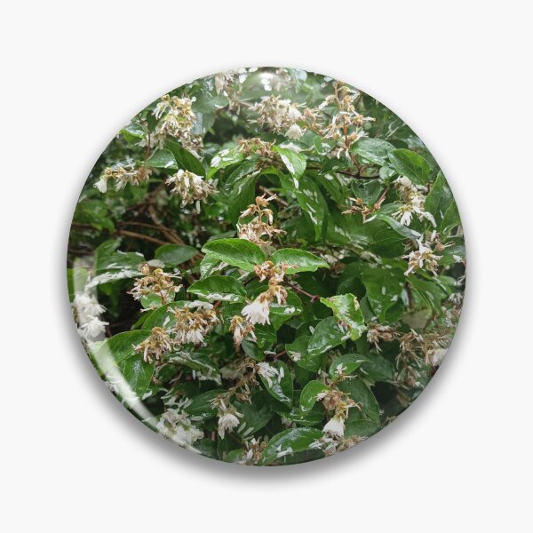 Item preview, Variegated Garden Foliage designed and sold by PhuongVoArt.