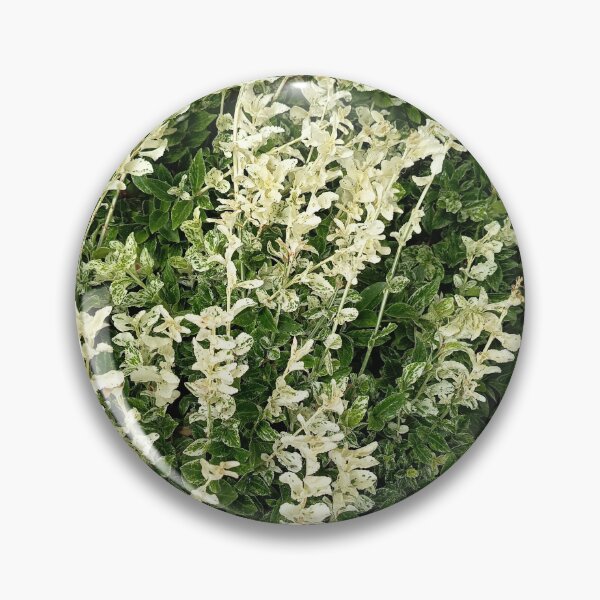 Artikelvorschau, Variegated Euonymus Shrub Garden Foliage entworfen und verkauft von PhuongVoArt.