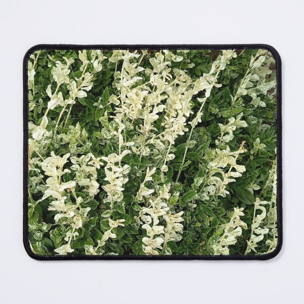 Item preview, Variegated Euonymus Shrub Garden Foliage designed and sold by PhuongVoArt.