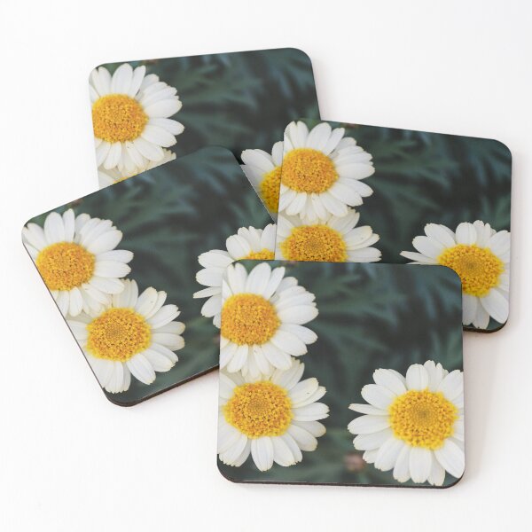 Item preview, Three White Daisies With Bright Yellow Centers Close-Up On Dark Green Foliage Background designed and sold by Nmallia.