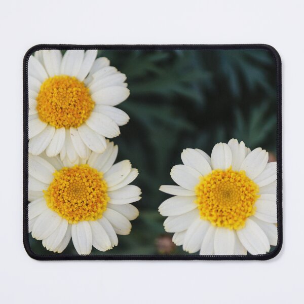 Item preview, Three White Daisies With Bright Yellow Centers Close-Up On Dark Green Foliage Background designed and sold by Nmallia.