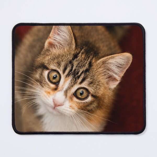 Item preview, Curious Kitten with wide-eyed Gaze designed and sold by Kimberly Palmer.