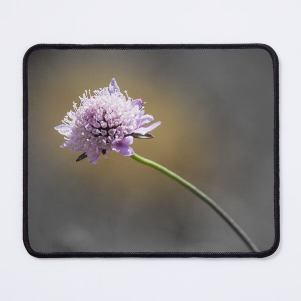 Item preview, Delicate Purple Wildflower Scabious On Curved Stem With Selective Color And Soft Background designed and sold by Nmallia.