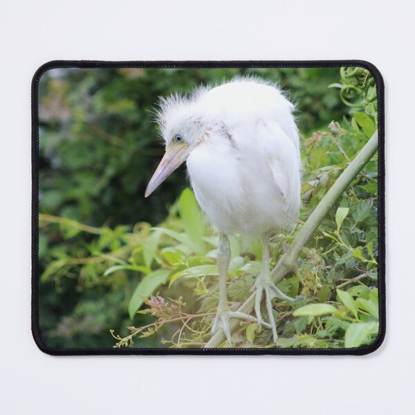 Item preview, Juvenile Egret Perched on Branch designed and sold by Cynthia48.