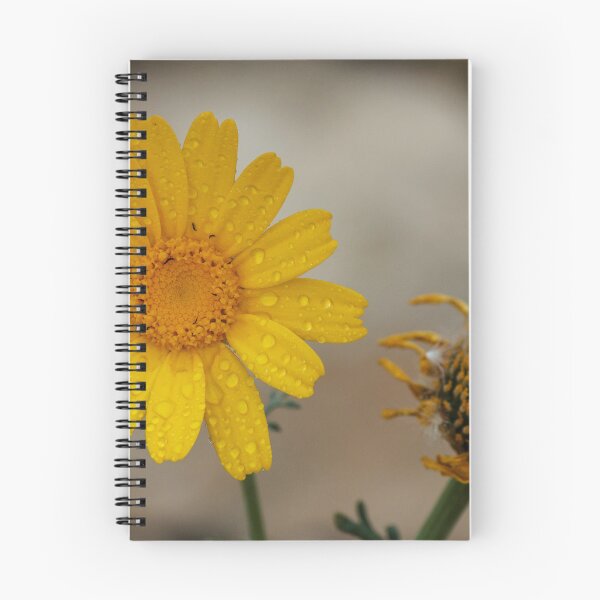 Item preview, Yellow Daisy With Water Droplets Close-Up, Macro Flower Beside a Withered Bloom designed and sold by Nmallia.