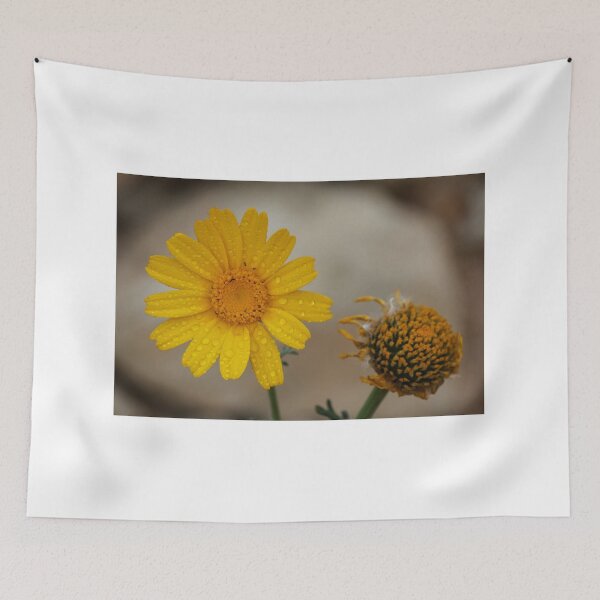 Item preview, Yellow Daisy With Water Droplets Close-Up, Macro Flower Beside a Withered Bloom designed and sold by Nmallia.