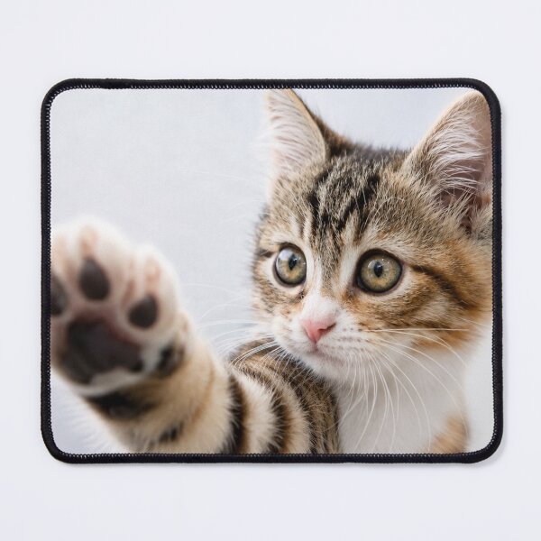 Item preview, Pick Me! – Adorable Kitten Reaching Paw Forward designed and sold by Kimberly Palmer.