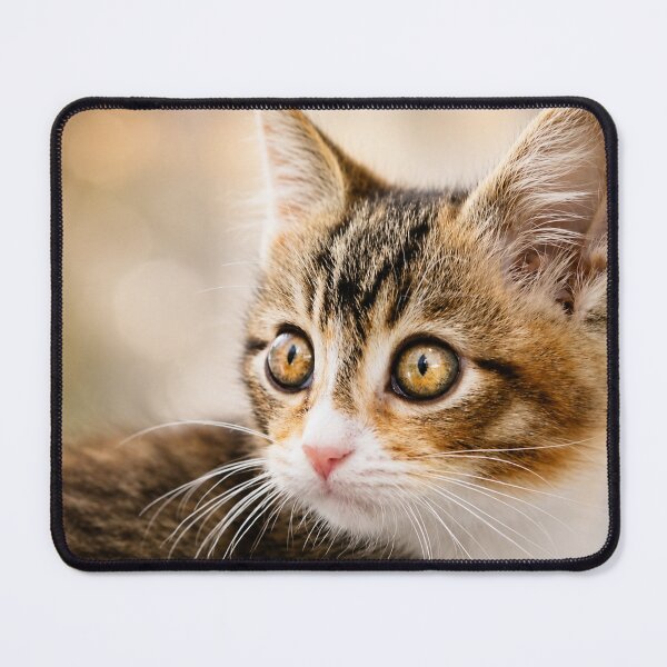 Item preview, Curious Kitten Gaze designed and sold by Kimberly Palmer.