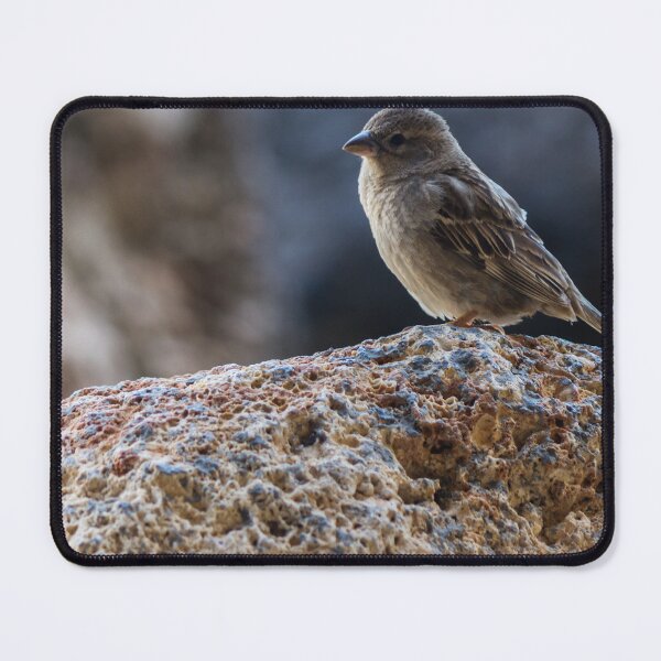 Item preview, Sparrow Perched on Rocky Ledge Overlooking Blurred Natural Background, Small Brown Songbird Close-Up designed and sold by Nmallia.