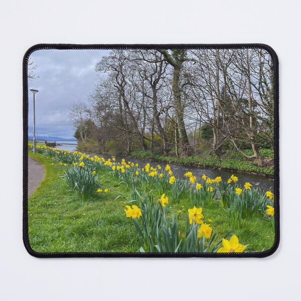 Item preview, Aubery Park Largs Daffodils Landscape designed and sold by RJW Images.