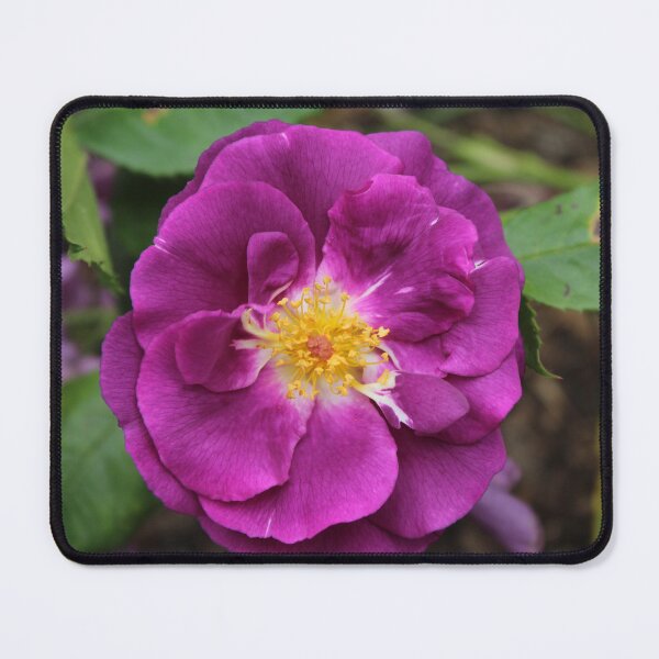 Item preview, Vibrant Purple Rose Bloom | Floral Nature Photography designed and sold by Cha-s-lens.