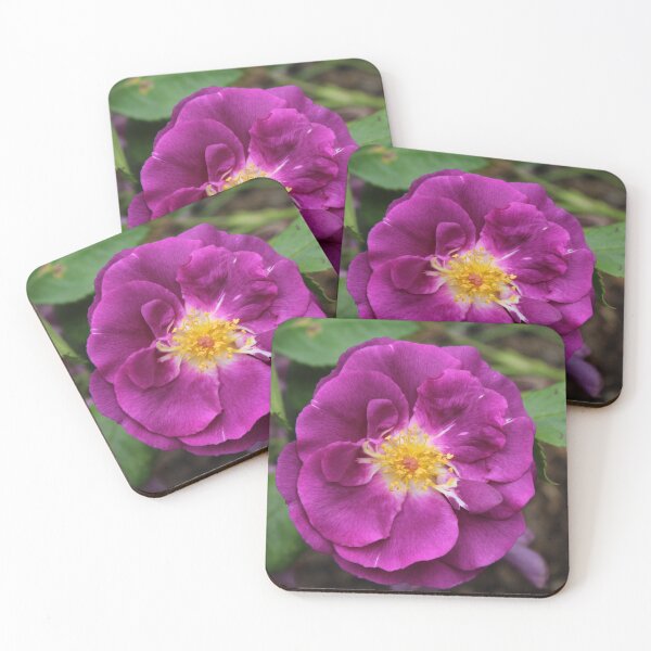Item preview, Vibrant Purple Rose Bloom | Floral Nature Photography designed and sold by Cha-s-lens.