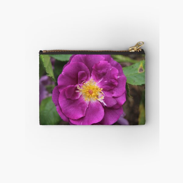 Item preview, Vibrant Purple Rose Bloom | Floral Nature Photography designed and sold by Cha-s-lens.