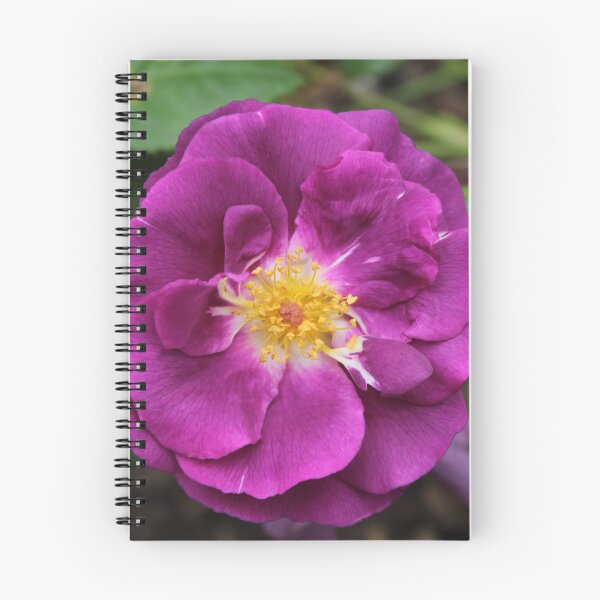 Item preview, Vibrant Purple Rose Bloom | Floral Nature Photography designed and sold by Cha-s-lens.