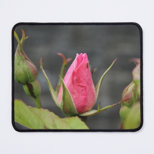 Item preview, Pink Rose Bud | Romantic Garden Flower Photography designed and sold by Cha-s-lens.