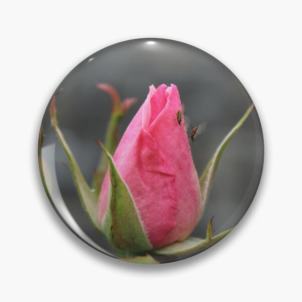 Item preview, Pink Rose Bud | Romantic Garden Flower Photography designed and sold by Cha-s-lens.