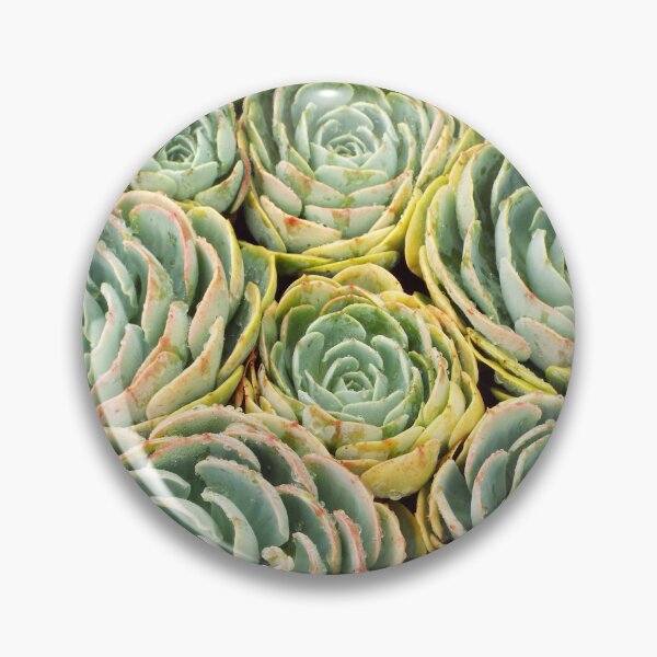 Item preview, Succulent Spirals designed and sold by dooleyja.