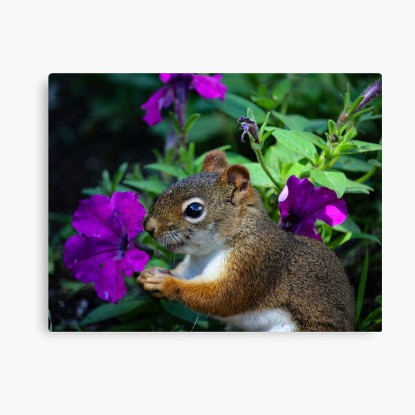 Red squirrel and flowers Canvas Print