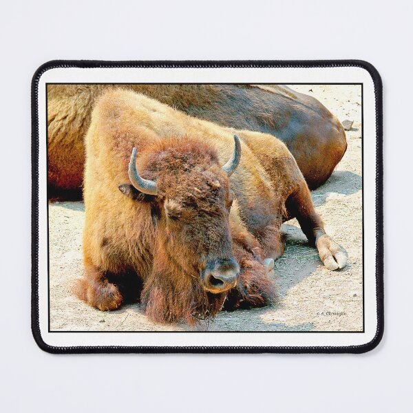 Item preview, American Bison, Male, Largest Wild American Animal designed and sold by AMacGPhilly.