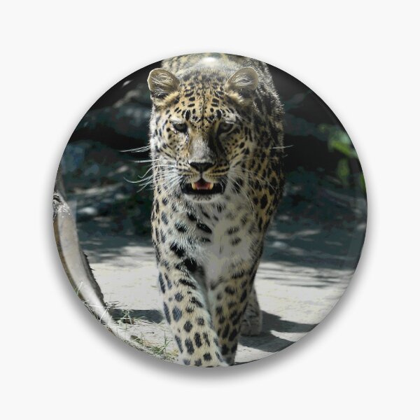Item preview, African Leopard Walking Straight Toward The Photographer (Me!) designed and sold by DEC02.