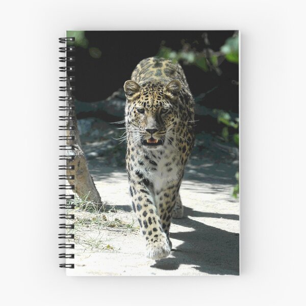 Item preview, African Leopard Walking Straight Toward The Photographer (Me!) designed and sold by DEC02.