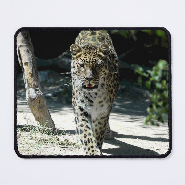 Item preview, African Leopard Walking Straight Toward The Photographer (Me!) designed and sold by DEC02.