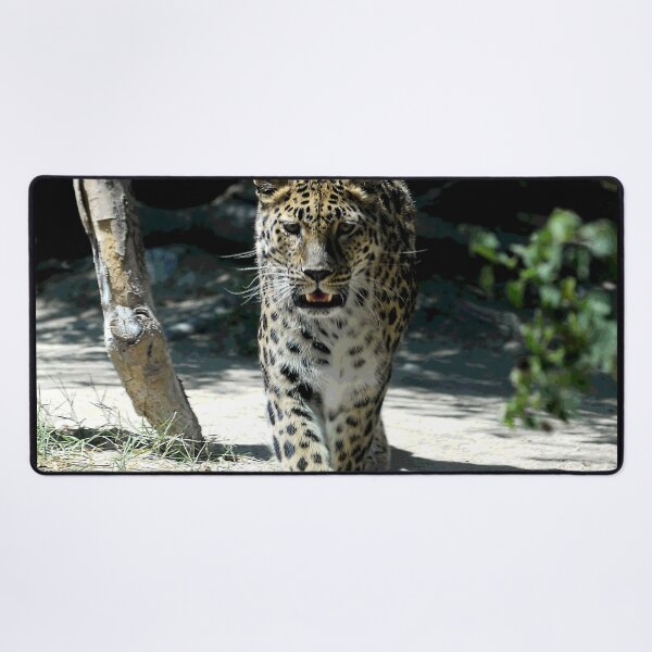 Item preview, African Leopard Walking Straight Toward The Photographer (Me!) designed and sold by DEC02.