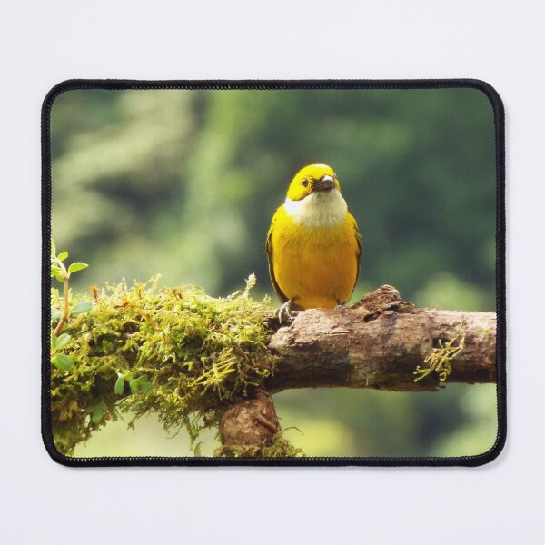 Item preview, Tanager in the Sun designed and sold by dooleyja.