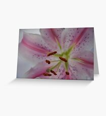 Pink Lilly Greeting Card