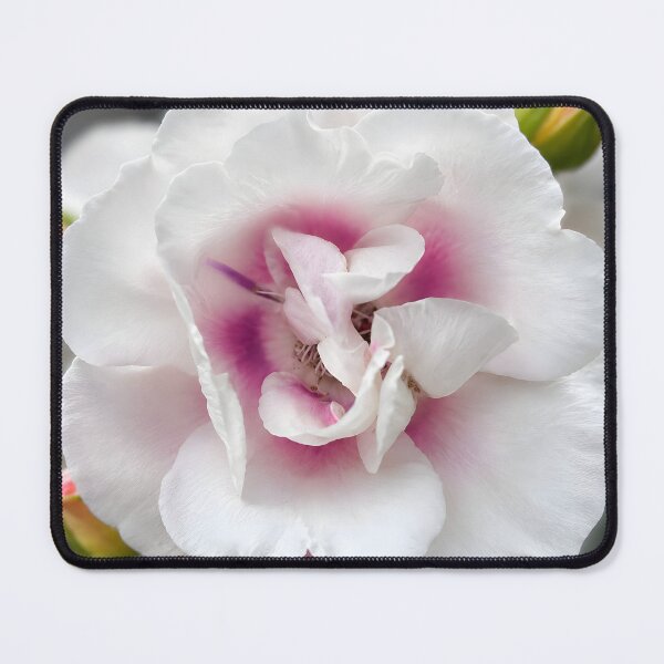 Item preview, Blush Heart Rose – Elegant White & Pink Floral Art designed and sold by Violafleurviolett.