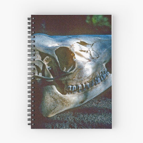 Item preview, Bison Skull, Eye Socket, Molar Teeth, Jawbone designed and sold by AMacGPhilly.