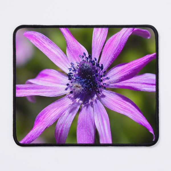 Item preview, Purple Anemone Bloom | Premium Botanical Macro Photography designed and sold by Violafleurviolett.