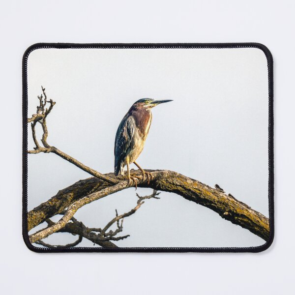 Item preview, Green Heron on a Weathered Perch designed and sold by Debra Martz.