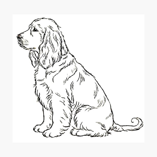 Item preview, Cocker Spaniel Perfil Sentado designed and sold by Prints by Mat.