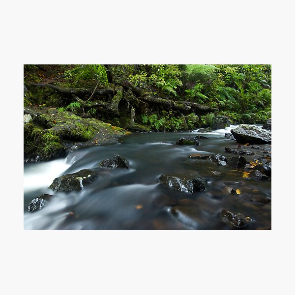 Kauri Roots. Photographic Print