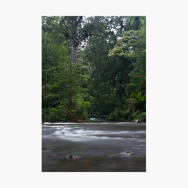 The Kauri Coast. Photographic Print