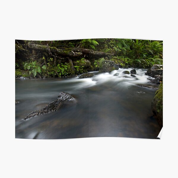 Kauri Roots. Poster