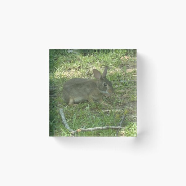 Item preview, Wild Bunny in a Natural Meadow Setting. designed and sold by Pearls1.