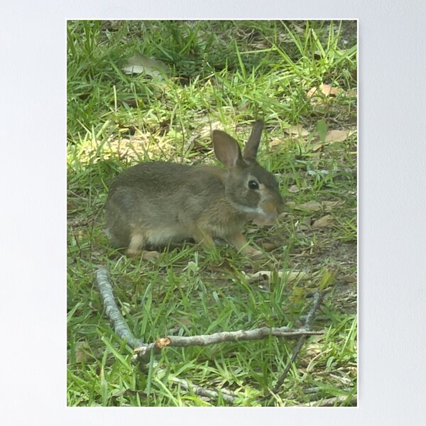 Item preview, Wild Bunny in a Natural Meadow Setting. designed and sold by Pearls1.