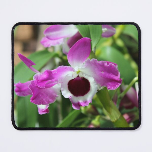 Item preview, Vibrant Pink Dendrobium Nobile Orchid Bloom designed and sold by 27Tammy27.